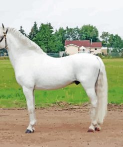 White Welsh Pony Horse Diamond Paintings
