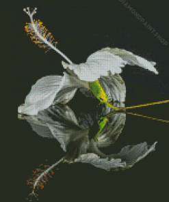 White Hibiscus Flower Reflection Diamond Painting