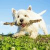 White Highland Terrier Dog Pet Diamond Paintings