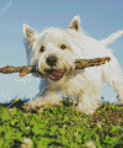 White Highland Terrier Dog Pet Diamond Paintings