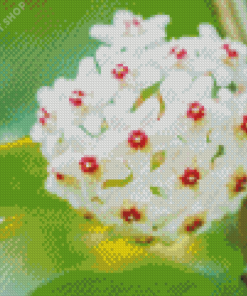 White Hoya Flowers Diamond Paintings