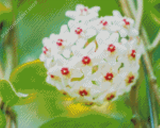 White Hoya Flowers Diamond Paintings