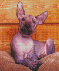 Xolo Pet Dog Diamond Paintings