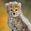 Aesthetic Cheetah Baby Art Diamond Paintings
