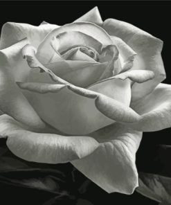 Aesthetic Black And White Rose Diamond Paintings