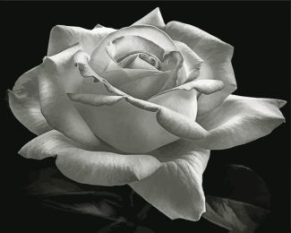 Aesthetic Black And White Rose Diamond Paintings