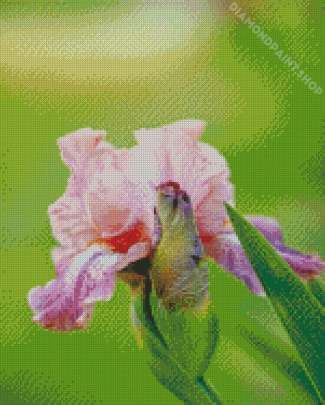 Aesthetic Pink Iris Diamond Painting