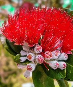 Aesthetic Red Pohutukawa Flower Diamond Painting