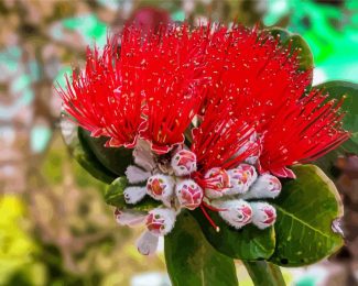 Aesthetic Red Pohutukawa Flower Diamond Painting