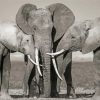 Elephants Family Snuggling Diamond Paintings