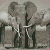 Elephants Family Snuggling Diamond Paintings