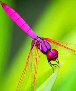 Insect Red Dragonfly Diamond Paintings