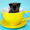 Kitten In Cup Diamond Painting