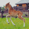 Little Horse Foal Diamond Paintings