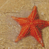 Red Starfish In Beach Diamond Paintings