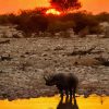 Rhino Sunset Reflection In Water Diamond Paintings
