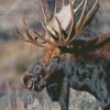 Teton Moose Head Diamond Paintings