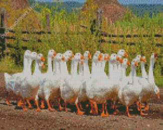 White Geese Goose Diamond Paintings