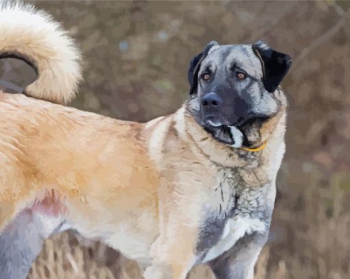 Anatolian Shepherd Diamond Painting