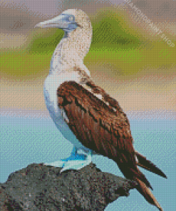 Blue Footed Boob Bird Diamond Painting