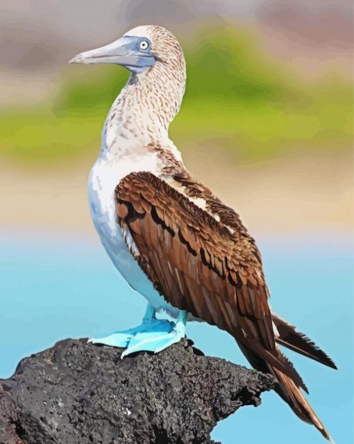 Blue Footed Boob Bird Diamond Painting