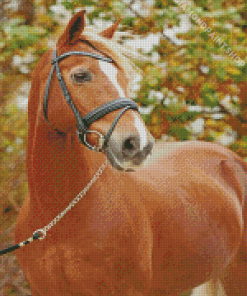 Brown Welsh Pony Diamond Painting