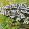 Close Up Tegu Lizard Diamond Painting
