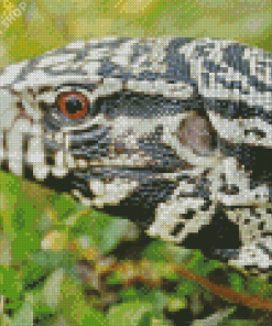 Close Up Tegu Lizard Diamond Painting