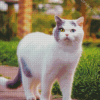 Aesthetic White Cat Diamond Painting