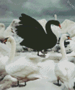 Black Swan Surrounded By White Swans Diamond Painting
