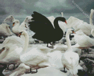 Black Swan Surrounded By White Swans Diamond Painting
