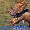 Brown Moose Head In Water Diamond Painting