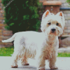Cute West Highland Terrier Diamond Painting