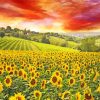 Italy Sunflowers Field Diamond Painting