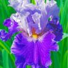 Purple Bearded Iris Diamond Painting