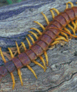 The Centipede Diamond Painting