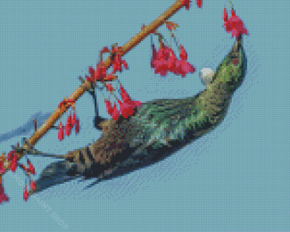 Tui Bird Eating Diamond Painting