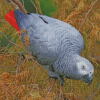 African Grey Parrot Square Diamond Painting