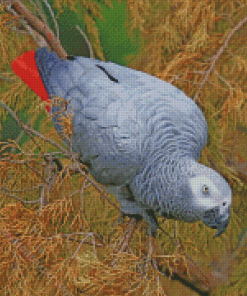 African Grey Parrot Square Diamond Painting
