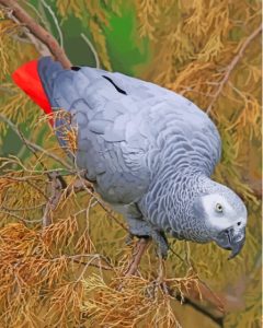 African Grey Parrot Square Diamond Painting