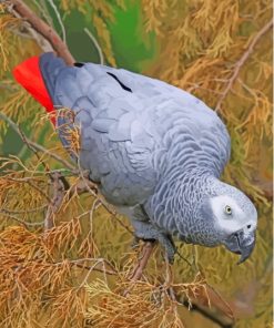 African Grey Parrot Square Diamond Painting