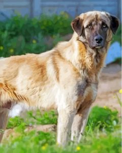 Cool Anatolian Shepherd Dog Diamond Painting