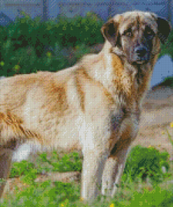 Cool Anatolian Shepherd Dog Diamond Painting