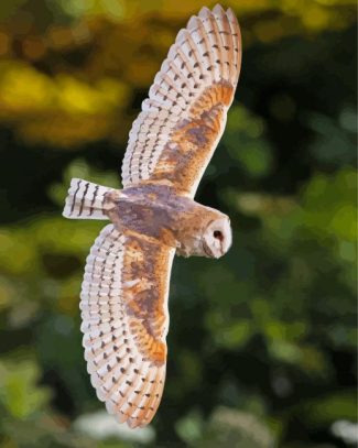 Female Barn Owl Wings Diamond Painting