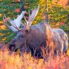 Moose Wildlife Animal Diamond Painting