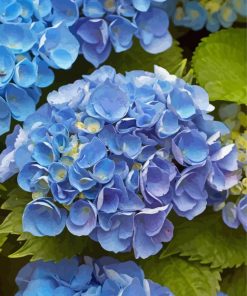 Blue Hydrangea Flowers Diamond Painting