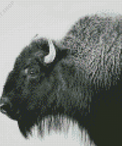 Buffalo Black And White Animal Diamond Painting
