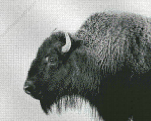 Buffalo Black And White Animal Diamond Painting