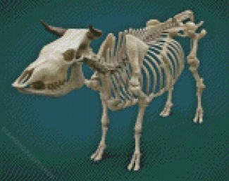 Bull Skeleton Anatomy Diamond Painting