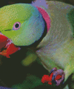 Close Up Alexandrine Parakeet Eating Diamond Painting